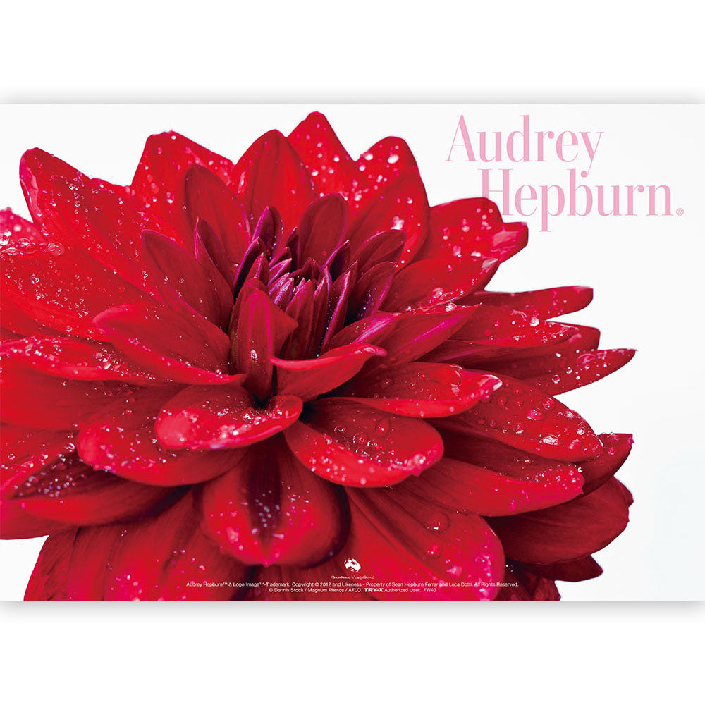 AUDREY HEPBURN オードリー・ヘプバーン - オードリー・ヘプバーン A4クリアファイル / C / ファイル・バインダー 【公式 / オフィシャル】