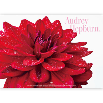 AUDREY HEPBURN オードリー・ヘプバーン - オードリー・ヘプバーン A4クリアファイル / C / ファイル・バインダー 【公式 / オフィシャル】